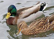 Ducks By Fountain Lake Lodge