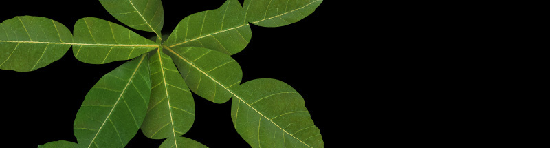 Fountain Lake Lodge Blog